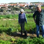 Sul Informação - Em Giões, entre o almece, o pau roxo e o umbigo-de-vénus