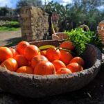 Sul Informação - Em Giões, entre o almece, o pau roxo e o umbigo-de-vénus