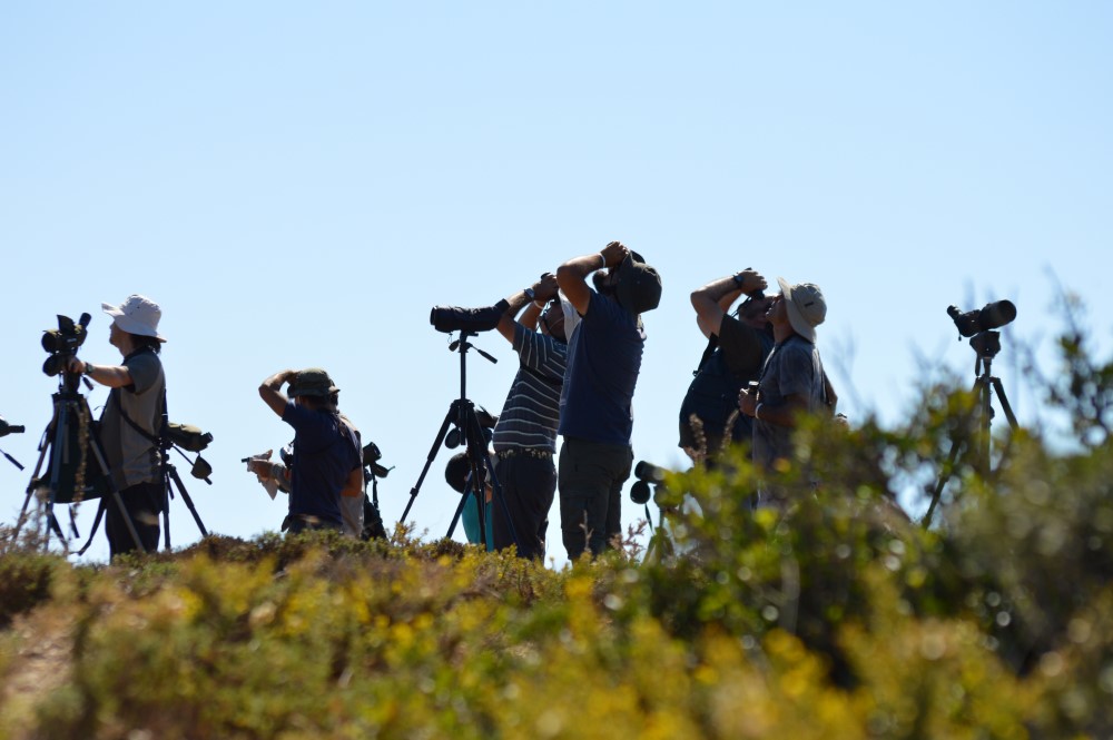 Sul Informação - Festival de Observação de Aves de Sagres duplicou participantes e teve mais 10 nacionalidades