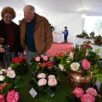 Sul Informação - Festival volta a mostrar as (muitas) camélias de Monchique