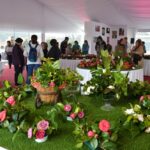 Sul Informação - Festival volta a mostrar as (muitas) camélias de Monchique