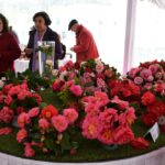 Sul Informação - Festival volta a mostrar as (muitas) camélias de Monchique