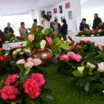 Sul Informação - Festival volta a mostrar as (muitas) camélias de Monchique