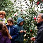 Sul Informação - Festival volta a mostrar as (muitas) camélias de Monchique
