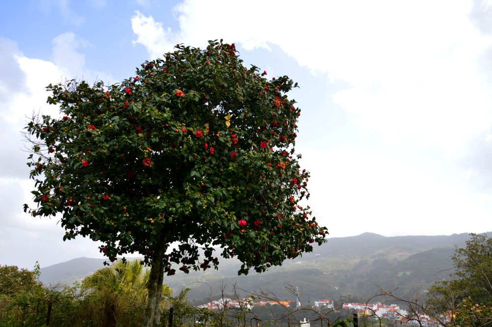 Sul Informação - Um passeio à descoberta das camélias nos jardins encantados de Monchique