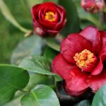 Sul Informação - Fotogaleria: Camélias já andam a mostrar a sua beleza nas Caldas de Monchique