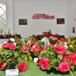 Sul Informação - Fotogaleria: Camélias já andam a mostrar a sua beleza nas Caldas de Monchique