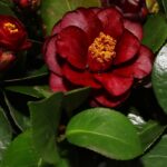 Sul Informação - Fotogaleria: Camélias já andam a mostrar a sua beleza nas Caldas de Monchique