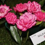 Sul Informação - Fotogaleria: Camélias já andam a mostrar a sua beleza nas Caldas de Monchique