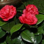 Sul Informação - Fotogaleria: Camélias já andam a mostrar a sua beleza nas Caldas de Monchique
