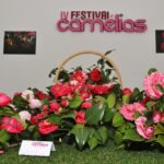 Sul Informação - Fotogaleria: Camélias já andam a mostrar a sua beleza nas Caldas de Monchique