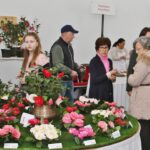 Sul Informação - Fotogaleria: Camélias já andam a mostrar a sua beleza nas Caldas de Monchique