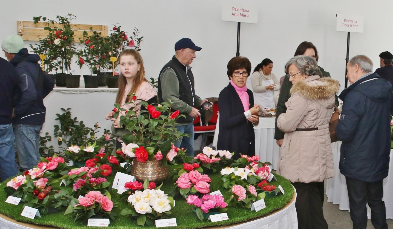 Sul Informação - Fotogaleria: Camélias já andam a mostrar a sua beleza nas Caldas de Monchique