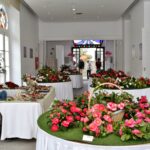 Sul Informação - Fotogaleria: Camélias já andam a mostrar a sua beleza nas Caldas de Monchique