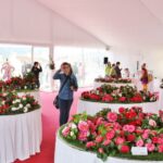Sul Informação - Festival mostra a beleza das Camélias de Monchique