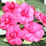 Sul Informação - Festival mostra a beleza das Camélias de Monchique