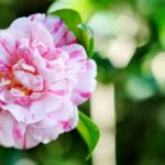 Sul Informação - Festival mostra a beleza das Camélias de Monchique