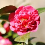 Sul Informação - Festival mostra a beleza das Camélias de Monchique