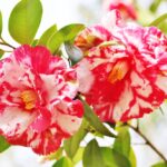 Sul Informação - Festival mostra a beleza das Camélias de Monchique