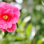 Sul Informação - Festival mostra a beleza das Camélias de Monchique