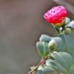 Sul Informação - Festival mostra a beleza das Camélias de Monchique