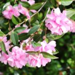 Sul Informação - Festival mostra a beleza das Camélias de Monchique