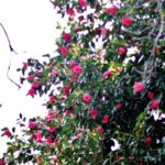 Sul Informação - Festival mostra a beleza das Camélias de Monchique