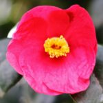 Sul Informação - Festival mostra a beleza das Camélias de Monchique