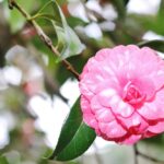 Sul Informação - Festival mostra a beleza das Camélias de Monchique