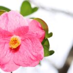 Sul Informação - Festival mostra a beleza das Camélias de Monchique