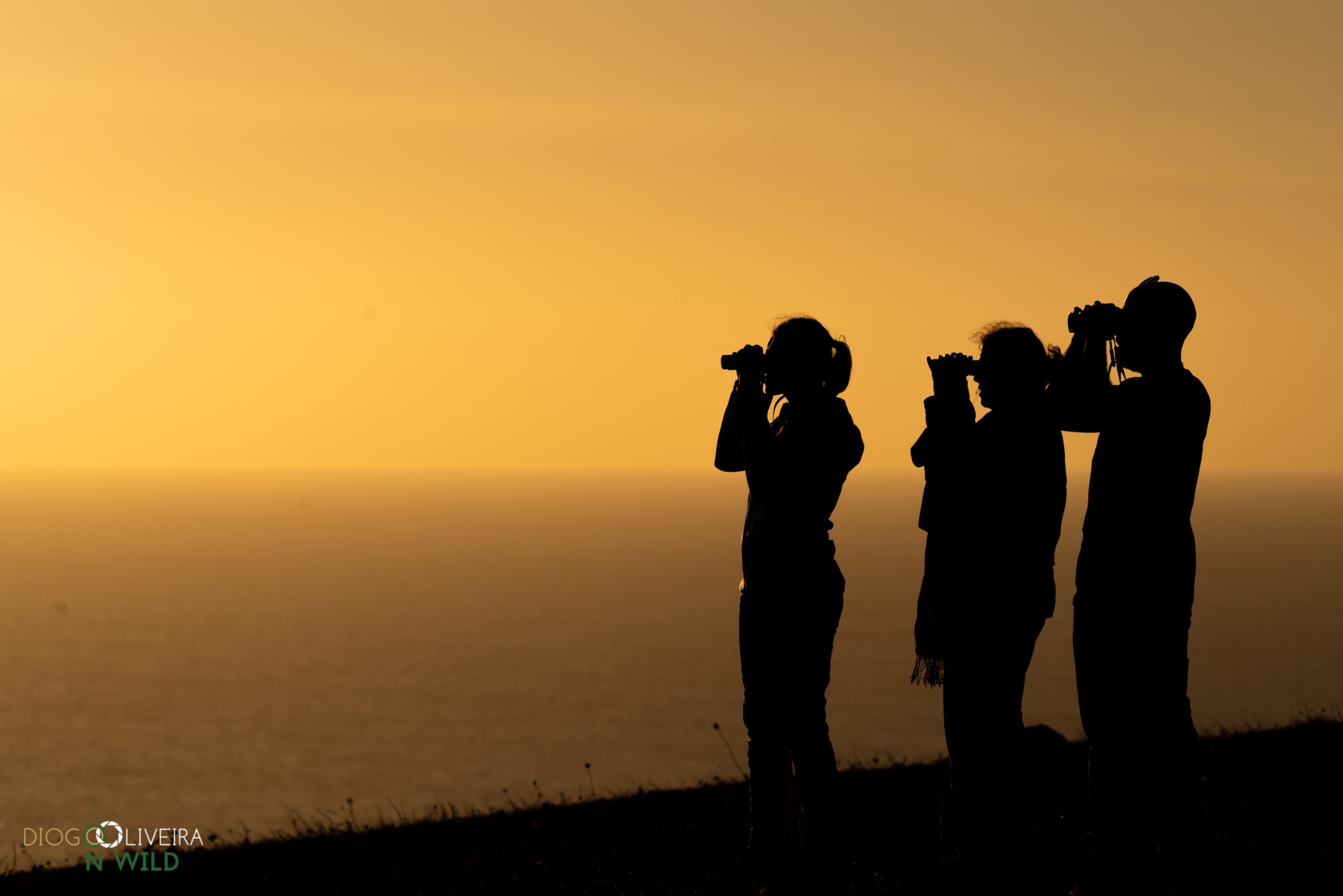 Sul Informação - Festival de Observação de Aves regressa a Sagres de 5 a 8 de Outubro