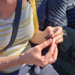 Sul Informação - Primeiro dia do Festival de Observação de Aves de Sagres culmina com libertação de águia-calçada