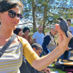 Sul Informação - Primeiro dia do Festival de Observação de Aves de Sagres culmina com libertação de águia-calçada