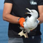 Sul Informação - Todos de cabeça no ar em Sagres para o Festival de Observação de Aves