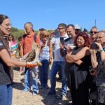 Sul Informação - Primeiro dia do Festival de Observação de Aves de Sagres culmina com libertação de águia-calçada