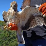 Sul Informação - Primeiro dia do Festival de Observação de Aves de Sagres culmina com libertação de águia-calçada