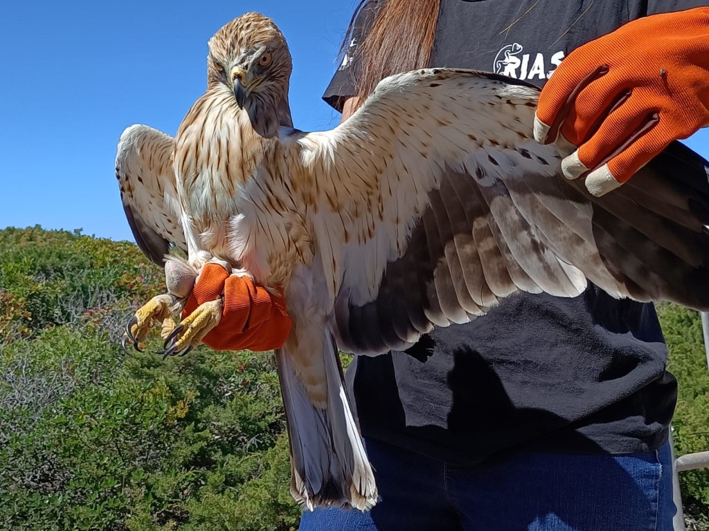 Sul Informação - Primeiro dia do Festival de Observação de Aves de Sagres culmina com libertação de águia-calçada