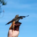 Sul Informação - Anilhagem de aves junta vigilantes da natureza nacionais e espanhóis na Lagoa de Santo André