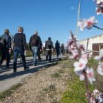 Sul Informação - Amendoeiras em flor enchem Alta Mora de gente com muita vontade de caminhar