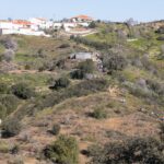 Sul Informação - Amendoeiras em flor enchem Alta Mora de gente com muita vontade de caminhar
