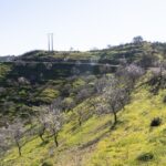 Sul Informação - Amendoeiras em flor enchem Alta Mora de gente com muita vontade de caminhar