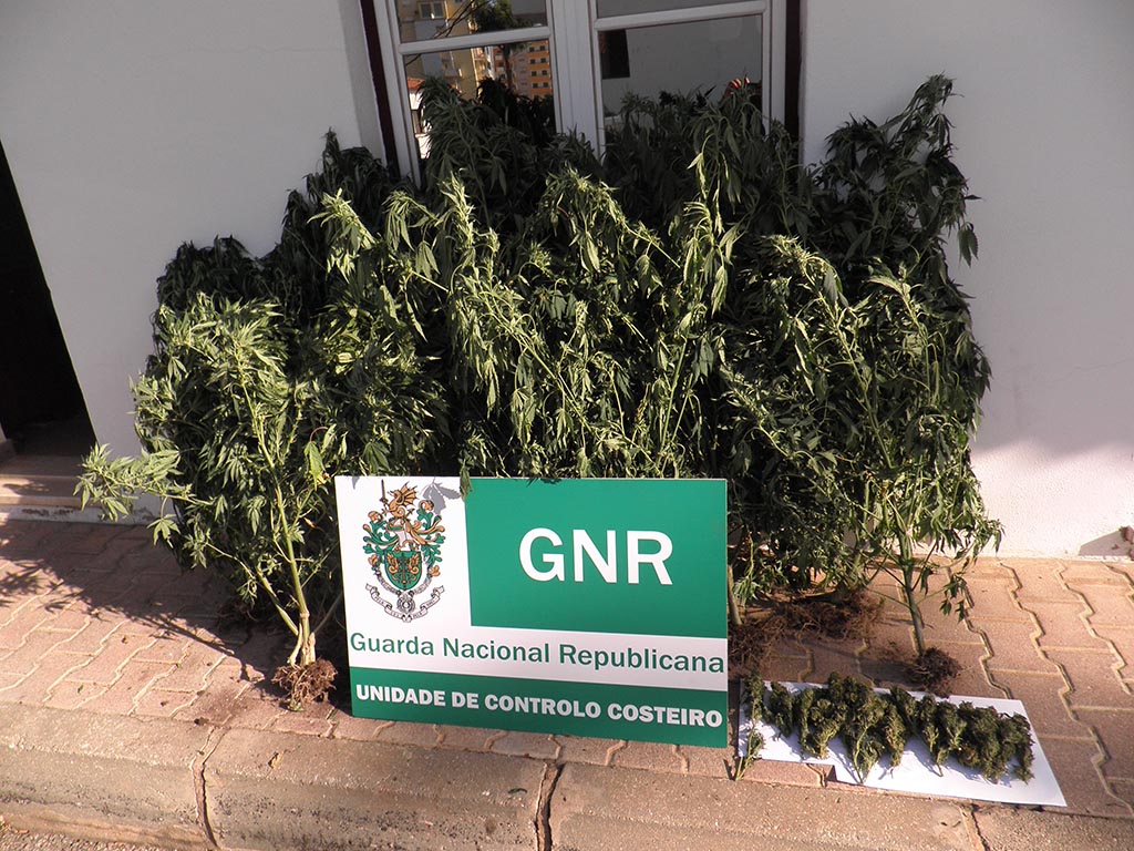 Sul Informação - GNR detém homem que plantava canábis na Figueira, em Portimão