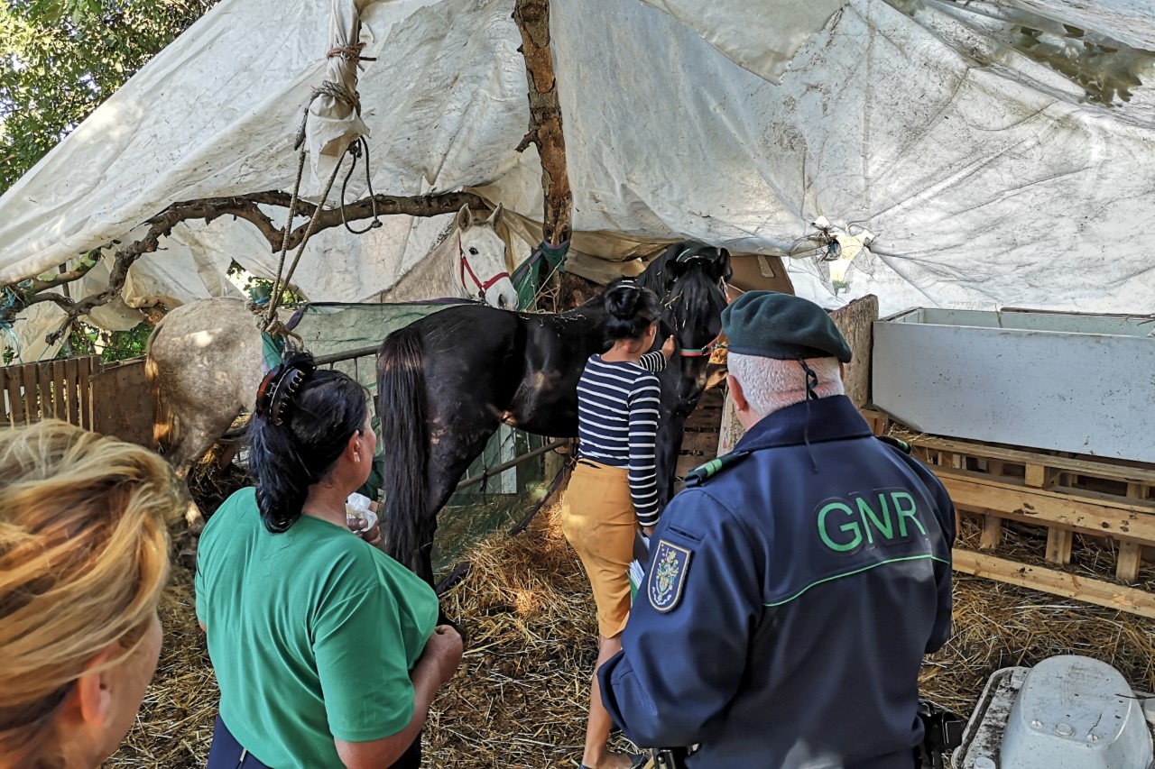 Sul Informação - Câmara e GNR fiscalizam animais em acampamentos de Olhão