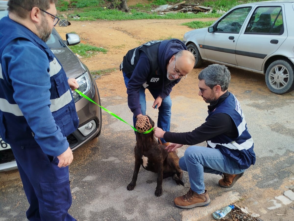 Sul Informação - Serviço de Veterinária de Faro e PSP realizam ação de fiscalização animal