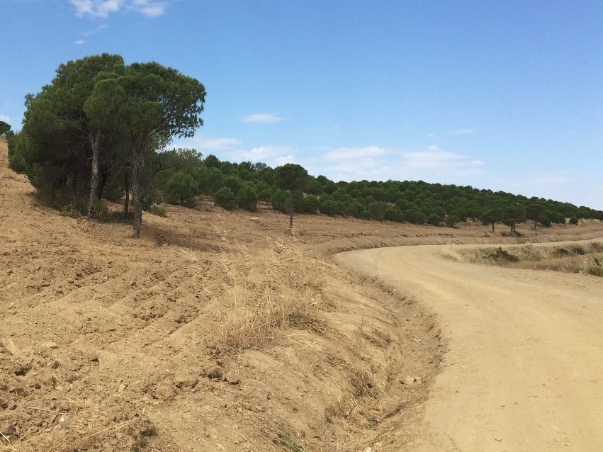 Sul Informação - Gabinete Técnico Florestal de Mértola recebe 14 mil euros do Fundo Florestal Permanente