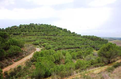 Sul Informação - Agricultura assegura manutenção do núcleo da DRAPAlg de Alcoutim