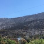 Sul Informação - O Fogo, a Floresta e os equívocos