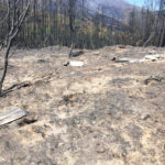Sul Informação - O Fogo, a Floresta e os equívocos