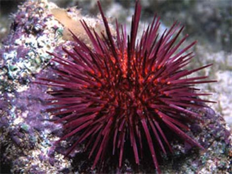 Foto ouriço do mar - lrg_Paracentrotus_lividus Sul Informação