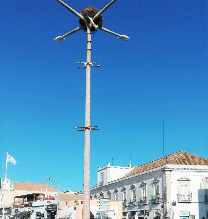 Sul Informação - Faro retira ninho de cegonha da Baixa por questões de segurança